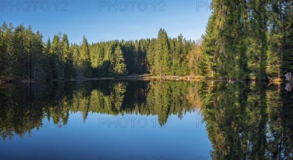 Small lake in the Thuringian Forest under blue sky, spruce forest reflected, Ochsenbacher Teich,