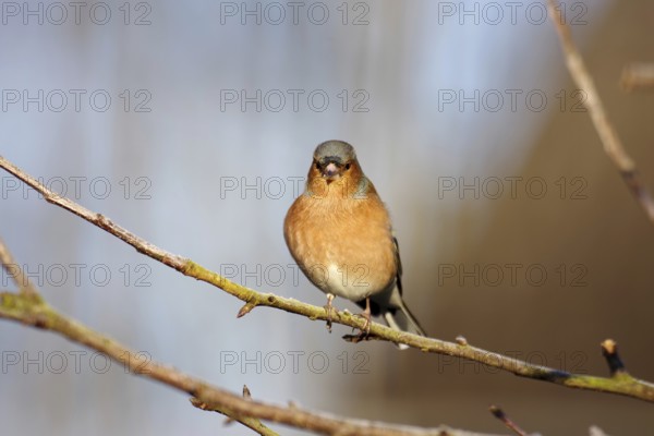 Chaffinch (Fringilla coelebs), male, winter dress, colourful plumage, sunlight, close-up of the
