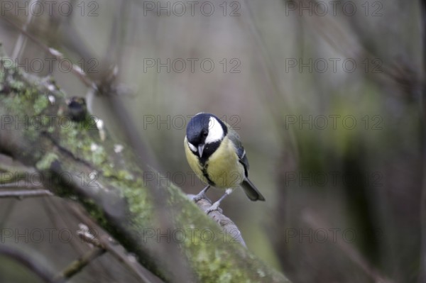 Great tit (Parus major), female, tree, winter, Germany, Hidden between branches the tit sits on a