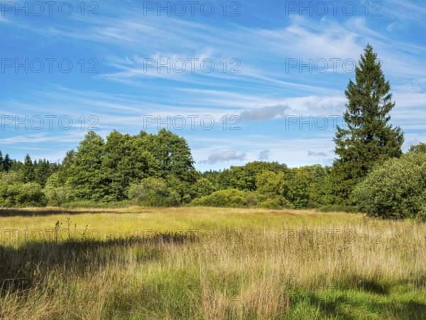 Die Goldwiese, wet meadow under blue sky with beautiful veil clouds, nature reserve in the