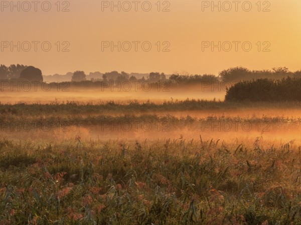 Morning atmosphere in Trebel Valley, morning fog in reeds glowing in the light of the rising sun,