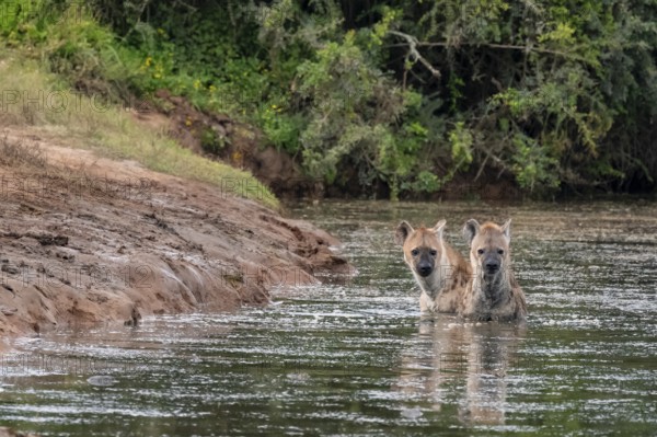 Two spotted hyenas (Crocuta crocuta) bathing in the water, Addo Elephant National Park, Eastern
