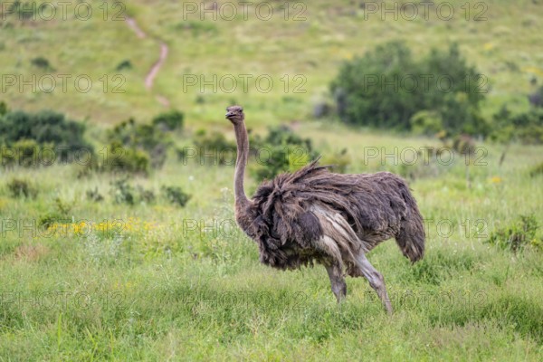 Female, ostrich (Struthio camelus), Addo Elephant National Park, South Africa