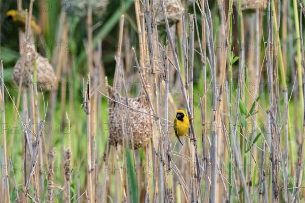 Masked weaver (Ploceus velatus), male, Addo Elephant National Park, South Africa