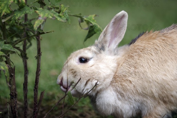 Domestic rabbit (Oryctolagus cuniculus domestica), garden, eating, twig, The rabbit nibbles on the