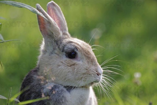 Domestic rabbit (Oryctolagus cuniculus domestica), side profile, garden, pretty, Easter, Easter