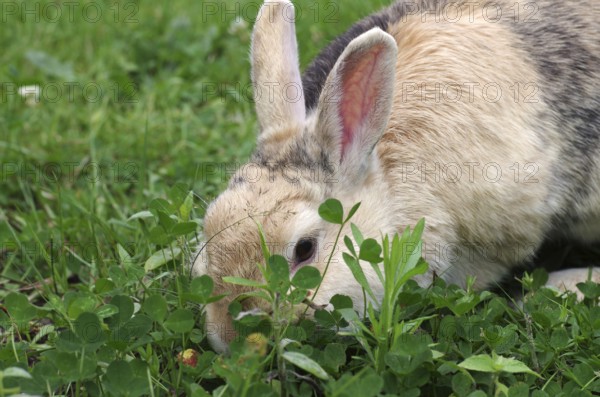 Domestic rabbit (Oryctolagus cuniculus domestica), clover, eating, garden, Easter bunny, Easter,