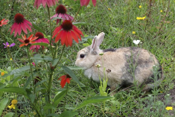Domestic rabbit (Oryctolagus cuniculus domestica), Flowers, Garden, A single rabbit sits in the