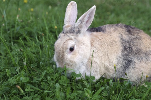 Domestic rabbit (Oryctolagus cuniculus domestica), garden, clover, eating, Easter bunny, The rabbit