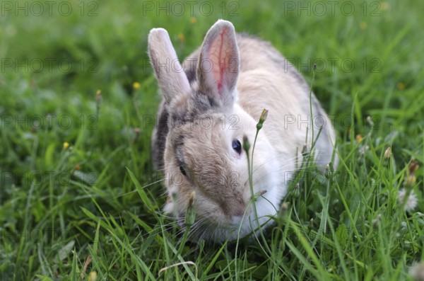 Domestic rabbit (Oryctolagus cuniculus domestica), grass, eat, cute, Easter, Fresh green for the