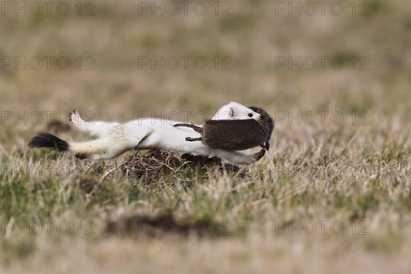 Ermine (Mustela erminea), adult in white winter coat runs and jumps through grassland with a