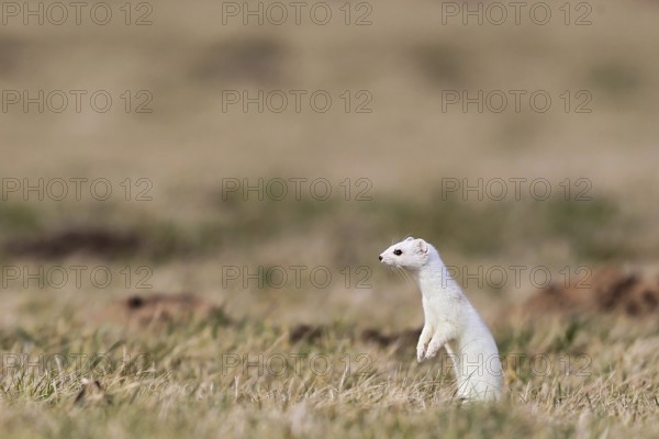 Ermine (Mustela erminea), adult in white winter coat standing upright on its hind legs in a field