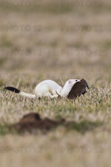 Ermine (Mustela erminea), adult in white winter coat runs and jumps through grassland with a