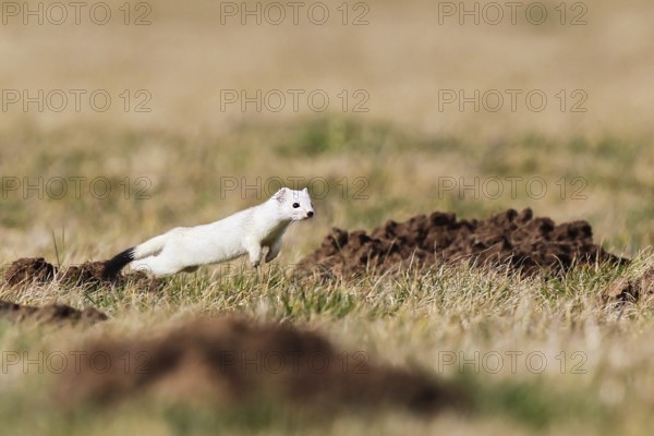 Ermine (Mustela erminea), adult in white winter coat running and jumping in the fields while