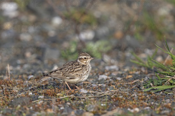 Woodlark (Lullula arborea), close-up, adult bird with erect feather cap on the head stands in the