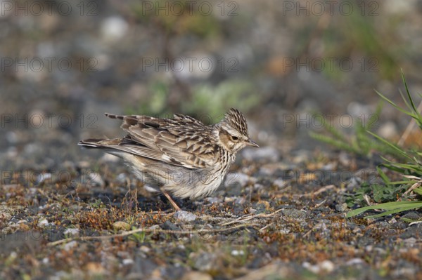 Woodlark (Lullula arborea), close-up, adult bird with raised feather cap on the head stands in the
