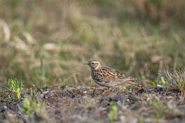 Woodlark (Lullula arborea), close-up, adult bird standing in the sun on barren heathland, Hesse,