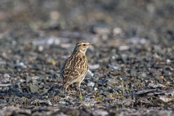 Woodlark (Lullula arborea), close-up, adult bird standing on gravel surface in the sun, Hesse,