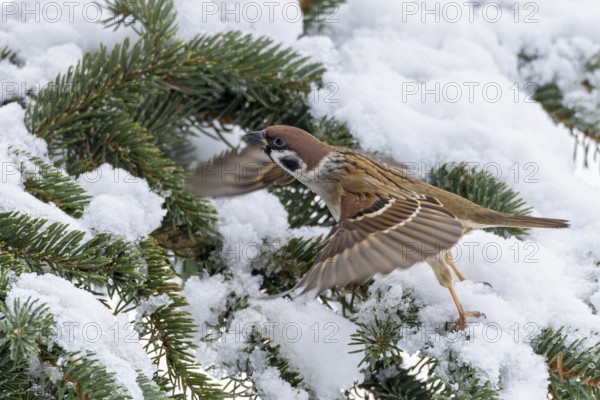 Tree sparrow (Passer montanus), close-up, male with spread wings flying out of snow-covered