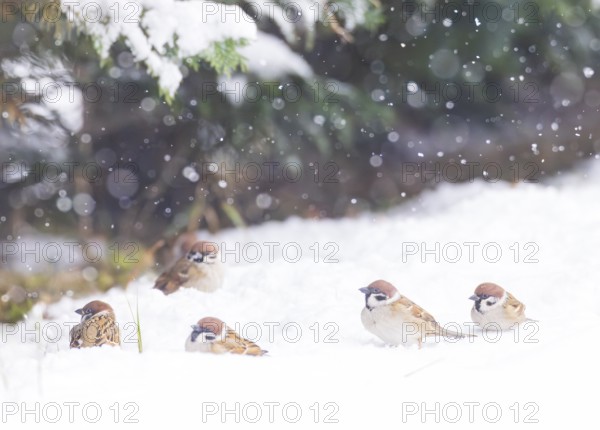 Tree sparrow (Passer montanus), group of several birds sitting in the snowfall within a high snow