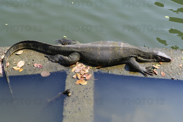 Large monitor lizards, the water monitor is a common sight beside or swimming in the lake at