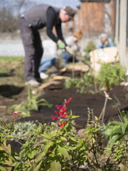 Gardeners work in a community garden, planting flowers and vegetables on a sunny day