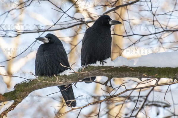 Two rooks (Corvus frugilegus) sitting on a branch in winter in Ystad, Skåne County, Sweden,