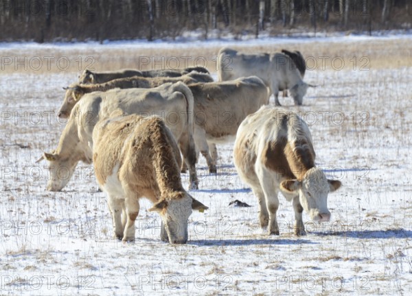 Year-round outdoor Charolais cattle forage in the snow in winter in Ystad, Skåne County, Sweden,