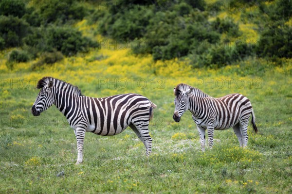 Two Burchell's zebra (Equus quagga burchelli), Addo Elephant National Park, Eastern Cape, South