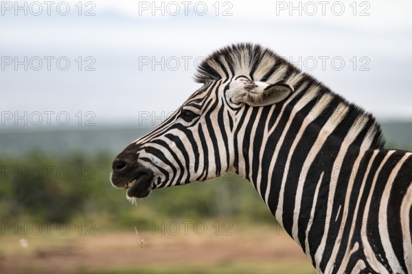 Animal portrait, Burchell's zebra (Equus quagga burchelli), Addo Elephant National Park, Eastern