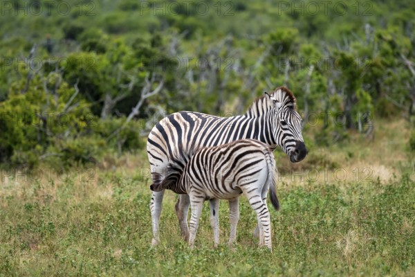 Burchell's zebra (Equus quagga burchelli) with young animal suckling, Addo Elephant National Park,