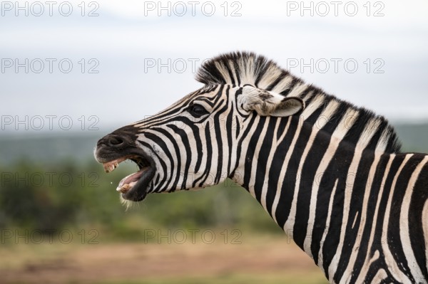 Animal portrait, Burchell's zebra (Equus quagga burchelli) neighing, Addo Elephant National Park,