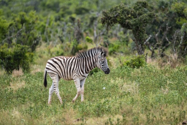 Juvenile, Burchell's zebra (Equus quagga burchelli), Addo Elephant National Park, Eastern Cape,