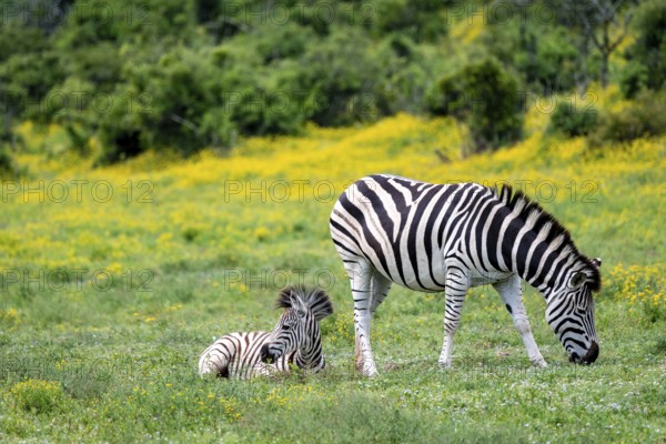 Burchell's zebra (Equus quagga burchelli) with foal standing in a flower meadow, Addo Elephant