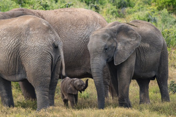Herd of elephants with baby, African elephant (Loxodonta africana), Addo Elephant National Park,