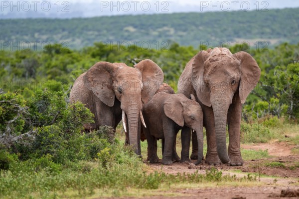 Herd of elephants with young, African elephant (Loxodonta africana), Addo Elephant National Park,