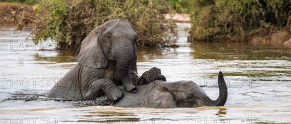 African elephant (Loxodonta africana) swimming and bathing in the water, Addo Elephant National
