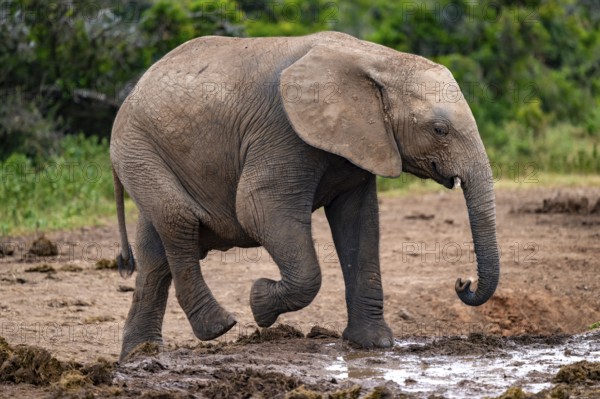 Young African elephant (Loxodonta africana) at the waterhole, Addo Elephant National Park, Eastern