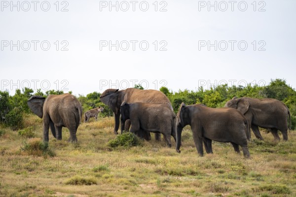 Danger from a spotted hyena, elephant herd with baby, African elephant (Loxodonta africana), Addo