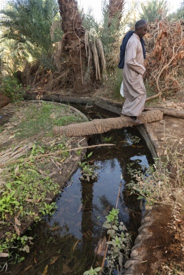 Aswan, Egypt. 9th December 2020 A Nubian man crossing a palm tree log bridge over an irrigation