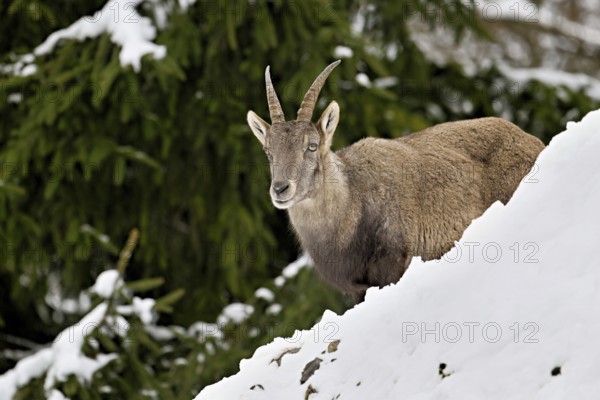 Alpine ibex (Capra ibex), in a snowy landscape, Captive, Switzerland