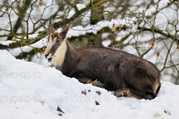Chamois (Rupicapra rupicapra), in a snowy winter landscape, Captive, Switzerland