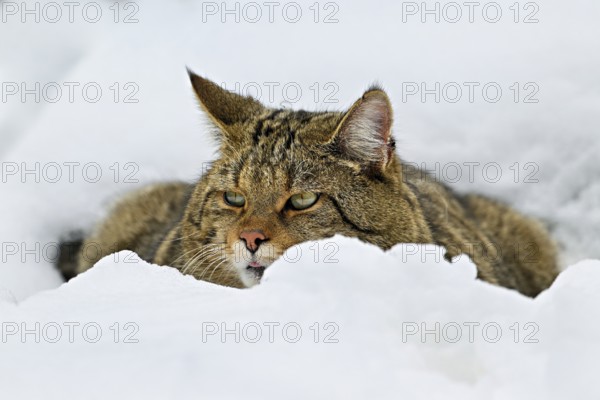 European wildcat or forest cat (Felis silvestris silvestris), sitting in the snow, captive,
