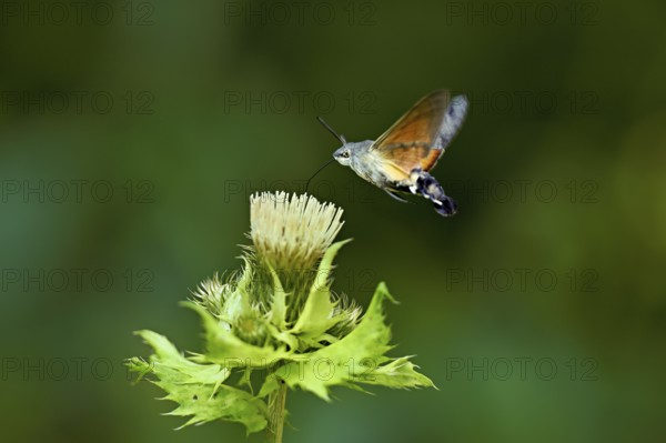 Dove's tail (Macroglossum stellatarum), flies on the flower of cabbage thistle (Cirsium oleraceum),