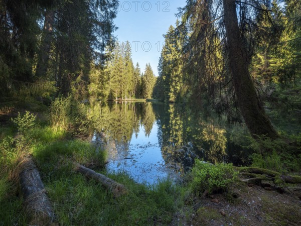 The Werrateich near the Rennsteig, Masserberg, Thuringian Forest nature park Park, Thuringia,