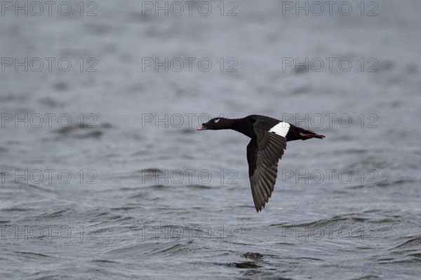 Kamchatka Velvet Scoter (Melanitta stejnegeri), Kamchatka Velvet Scoter, Stejneger's scoter,