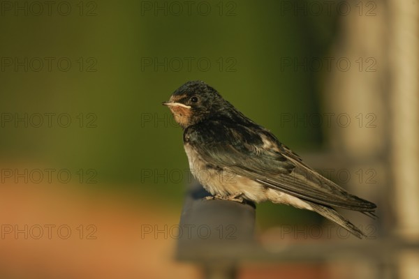 Barn Swallow (Hirundo rustica), fledgling sitting in the evening sun on a balcony railing, Murcia,