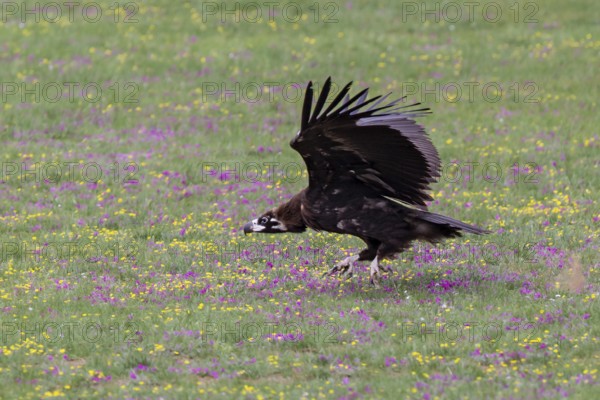 Eurasian black vulture (Aegypius monachus), close-up, young bird takes off with wings outstretched