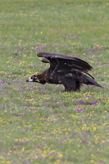 Eurasian Black Vulture (Aegypius monachus), close-up, young bird stands in yellow and purple