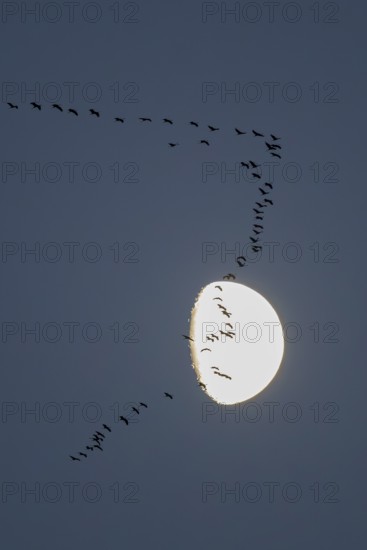 Crane (Grus grus), large flock flying in formation at dusk in front of a brightly lit moon, Hesse,